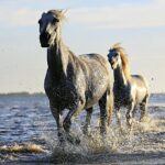 Majestic white horses galloping through water, capturing the essence of freedom and beauty.